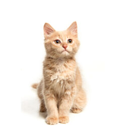 Kitten